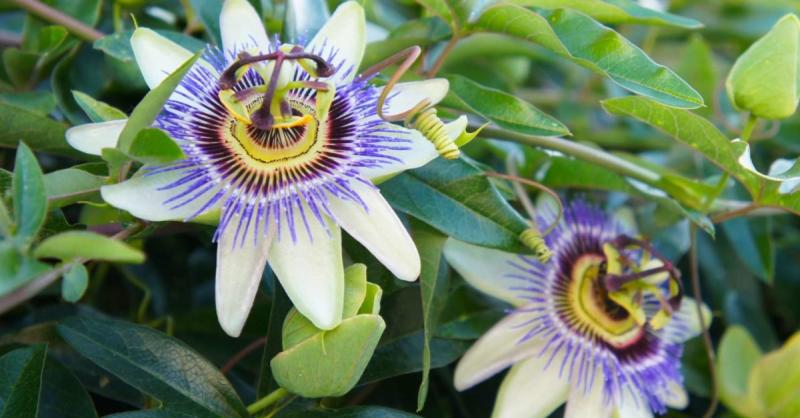 Passion Flower Extract Industry to Witness Massive Growth