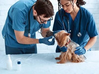 Veterinary Hospital Market