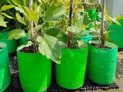 Plant Grow Bags Market to Develop New Growth Story| Viagrow, Root Pouch, ANPHSIN