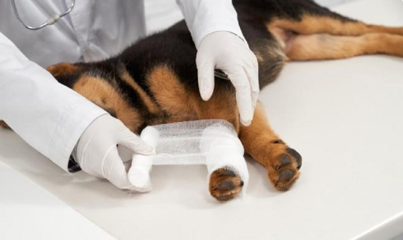 Veterinary Surgical Sutures Market Innovation Accelerates with Biodegradable Materials and Smart Sutures | B. Braun Medical Ltd, Medtronic, CP Medical, Vitrex Medical A/S, Air-Tite Products Co., Inc.