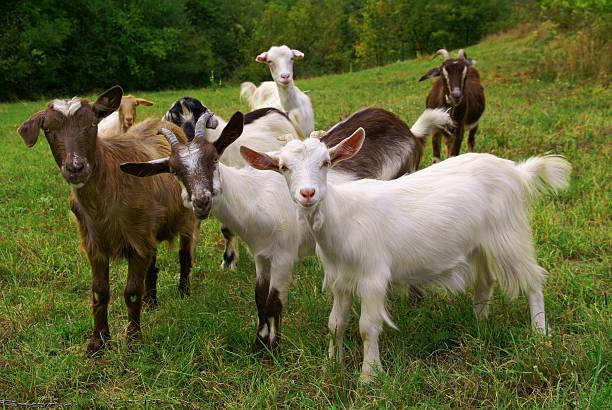 Goat Farming Market May See a Big Move | Major Giants- Desert Farms, AusGoat, Meyenberg