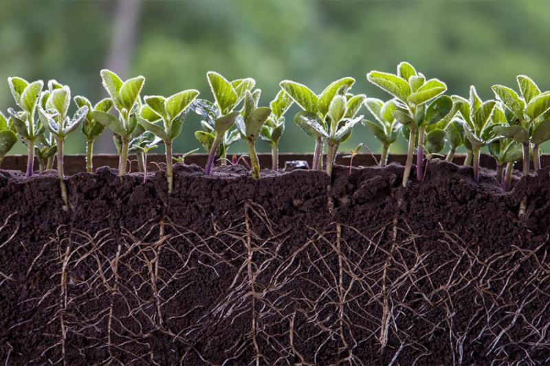 Bacterial Inoculant Market Have High Growth But May Foresee Even Higher Value| Novozymes, BASF, Evonik