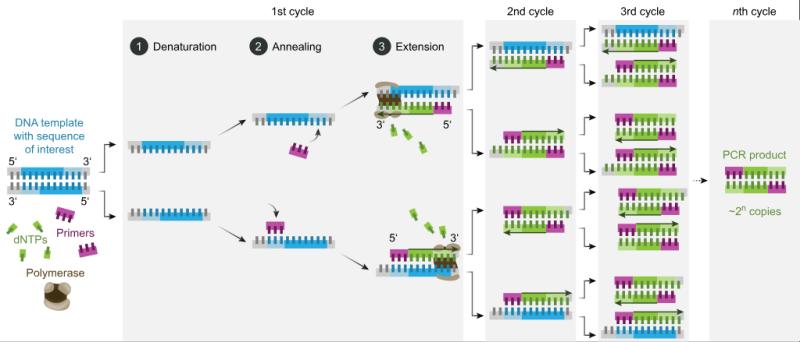 Polymerase Chain Reaction (PCR) Market Set to Witness Significant Growth by 2033 | F. Hoffmann-La Roche Ltd., QIAGEN N.V., Agilent Technologies Inc., Takara Bio Inc