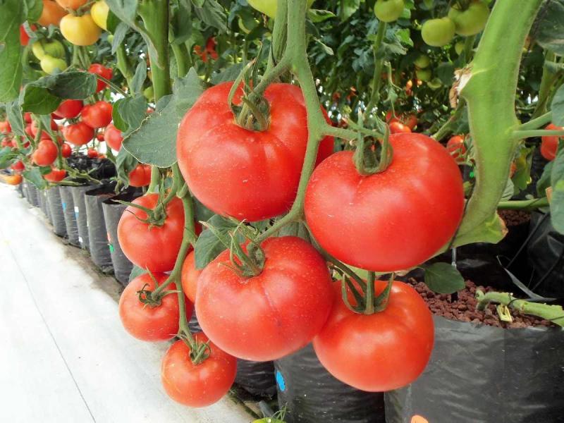 Tomato Growth Solution Market May See a Big Move | Major Giants Bayer, BASF, Syngenta