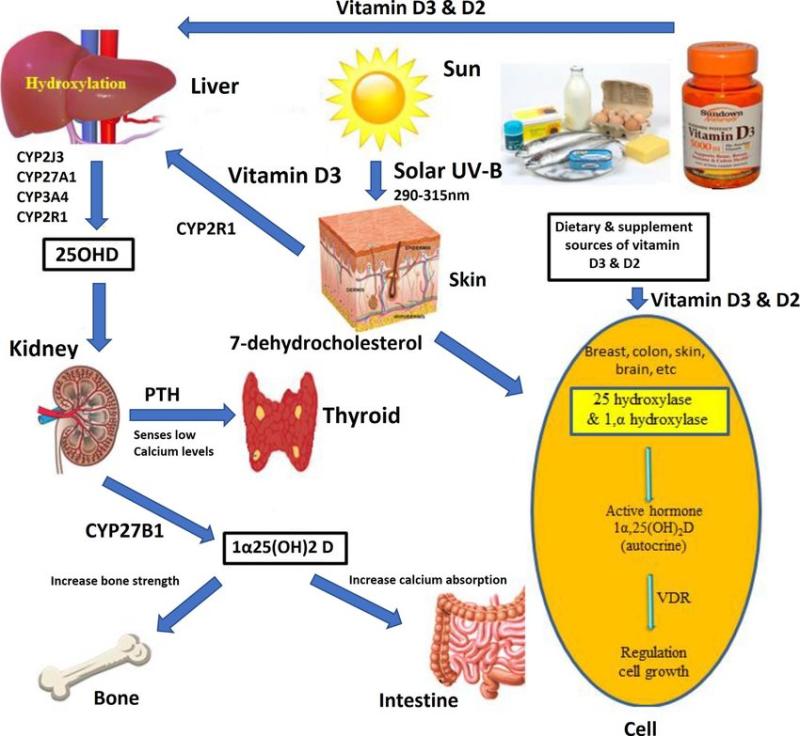 Vitamin D2 Market