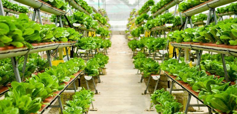 Vertical Farming Market