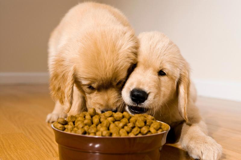 Dog Food Market Barks Up Strong Growth, Poised to Reach USD 91.82 Dog Food Market Barks Up Strong Growth, Poised to Reach USD 91.82