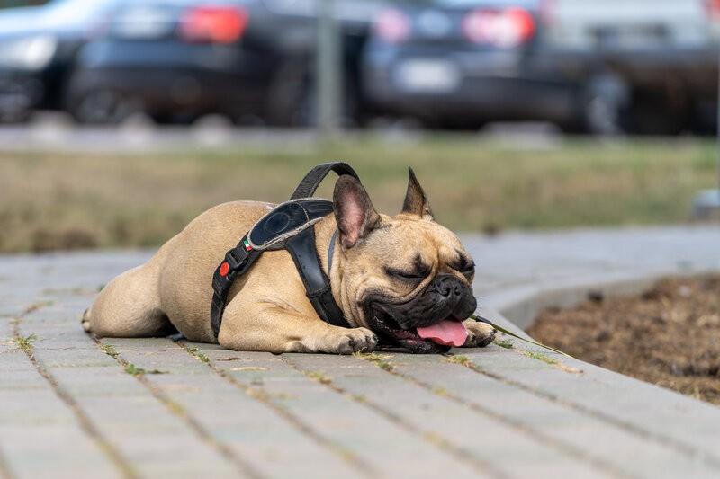 Understanding the Dangers of Pet Heatstroke This Summer