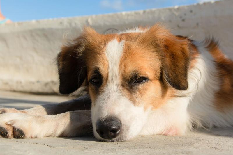 Dogs at Risk from Water Intoxication During Summer Play, Local Pet Experts Warn