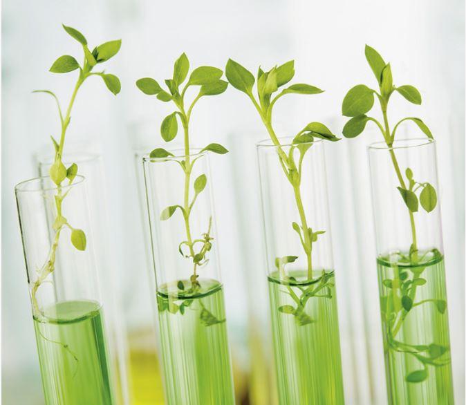 Semiochemicals Market Outlook: Size, Share Unlocking Growth | Top Companies are Shin-Etsu, Pacific Biocontrol Corp, Bedoukian Research