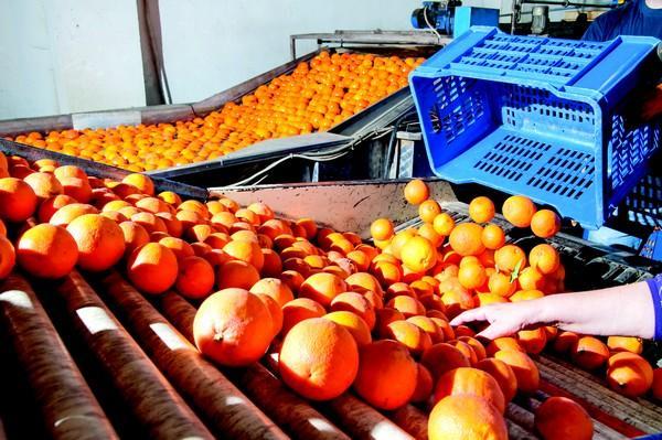 Fruit Processing Market Forecast: Rapid 14.2% CAGR Growth Through 2032