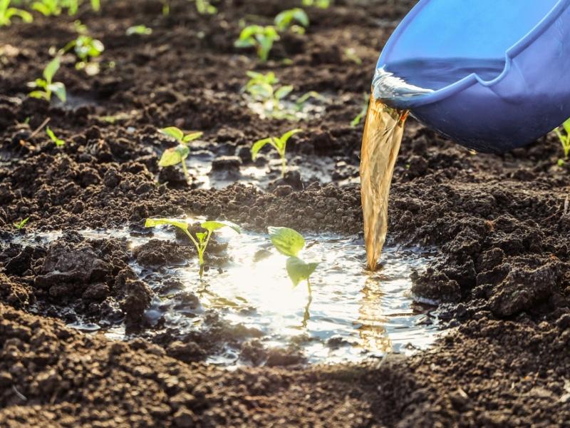 Liquid Fertilizers Market Growing Rapidly by 2031 - AgroLiquid,