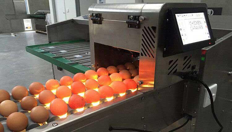 Egg Processing Industry is Expected to Reach USD 52.9 Billion