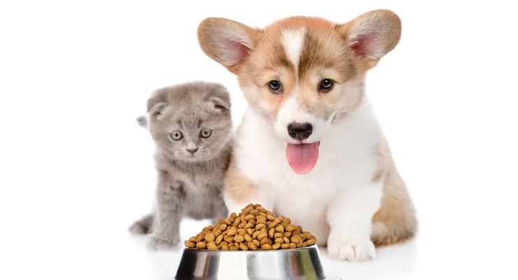 The growth potential of the pet food nutraceuticals market is currently booming: