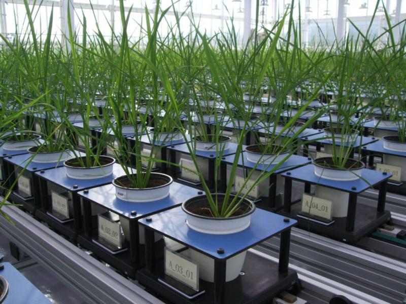 Plant Phenotyping Market Size Future Scope, Demands and Projected Industry Growths to 2033