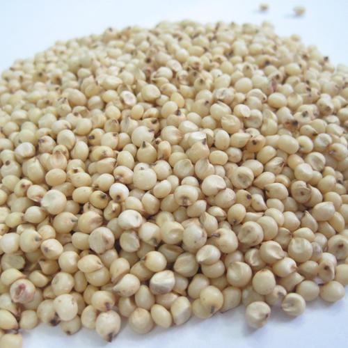 Sorghum Seed