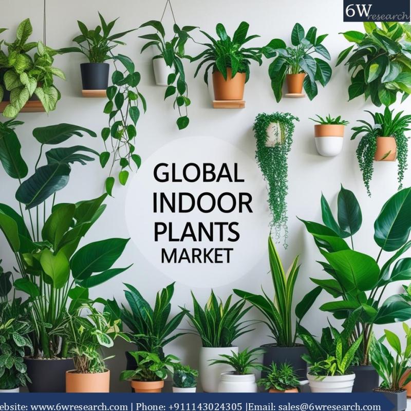 Why the Global Indoor Plants Market is Growing Rapidly Amid Health and Lifestyle Trends