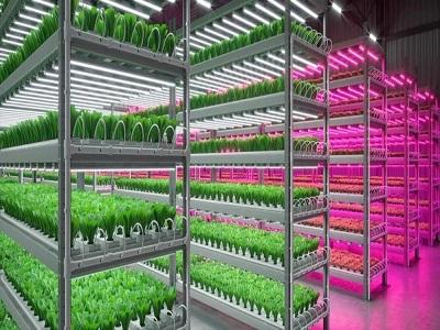 Indoor Farming