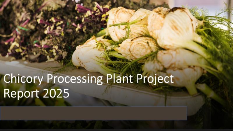 Project Setup Cost of Chicory Processing Plant: Packaging and Business Plan