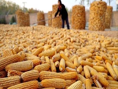 China Corn Market