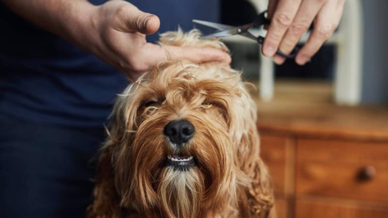 The pet hair care industry is expected to experience rapid growth through 2031 –