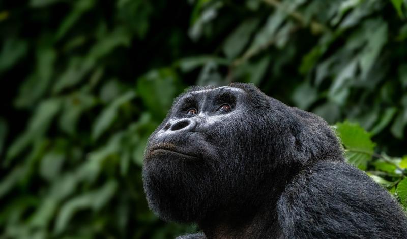Gorilla Trekking in Uganda - A close-up view of a majestic mountain gorilla in its natural forest habitat.