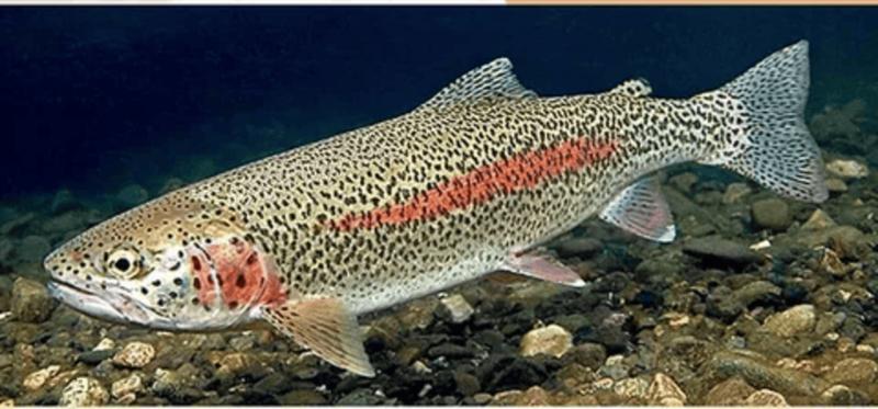 Rainbow Trout Market Size, Share, and Future Opportunities Worldwide (2024-2031)