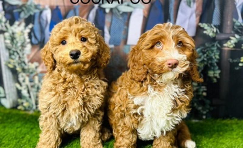 Douglas Hall Kennels LTD: Leading the Way in Responsible Cockapoo Breeding Across the UK