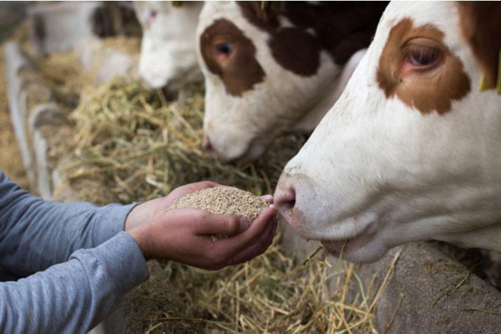 Feed Micronutrients Market May See Big Move | Major Giants BASF, DSM, Cargill, Evonik