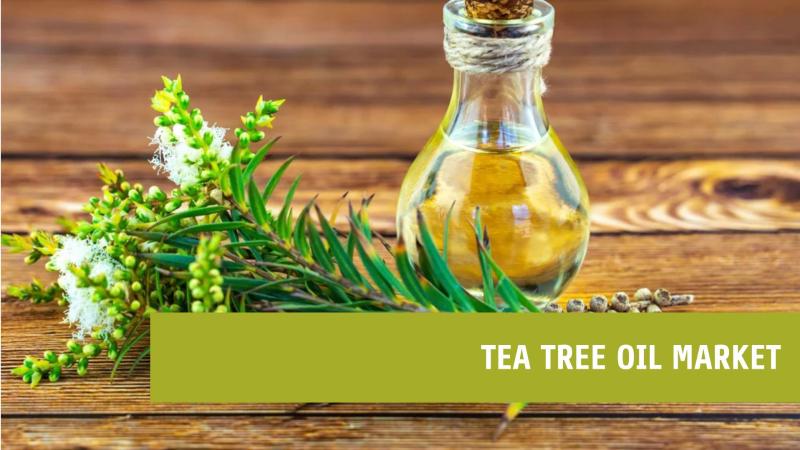 Tea Tree Oil Market Forecast: Expected Growth from USD 55.10