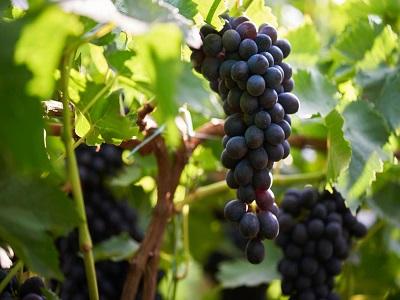 Grapes Value Chain Analysis Market