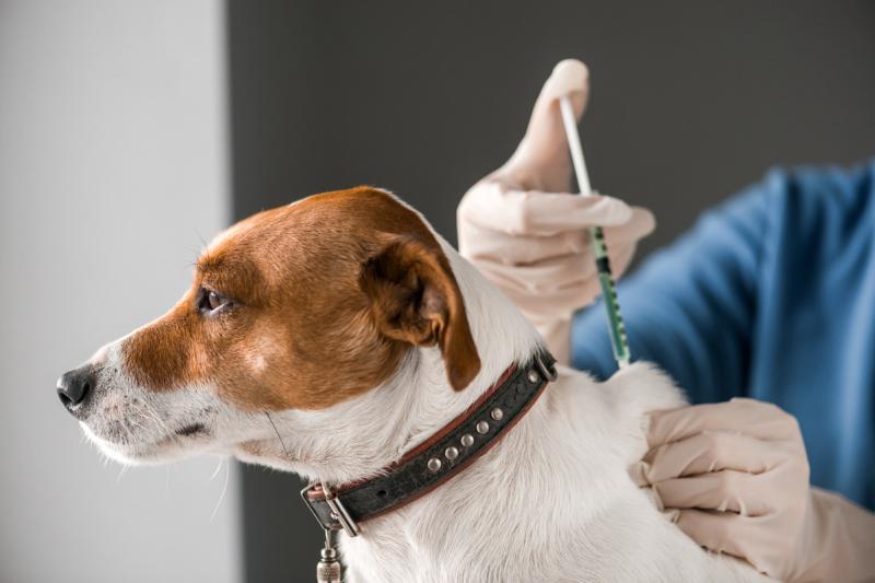 Global Pet Vaccine Market Trends, Growth Opportunities, and Strategic Outlook 2024-2032