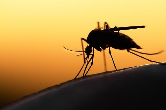 Mosquito-Repellent Paints Market Hits New High | Major Giants BASF, Dulux, Nerolac, Berger Paints
