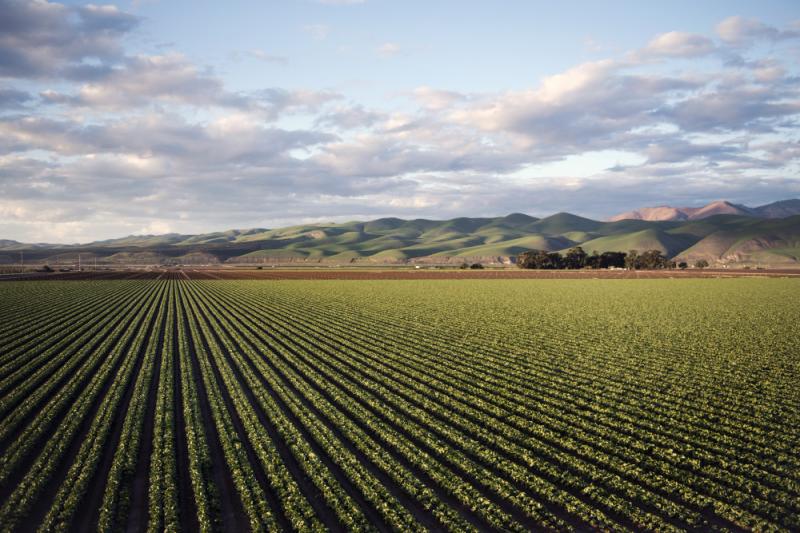 Indian Farming Market Size, Share, Growth, Trends, Analysis and Industry Forecast 2025-2033
