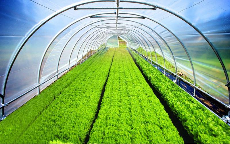 Global Greenhouse Films Industry Insights, Innovations & Market Opportunities 2025