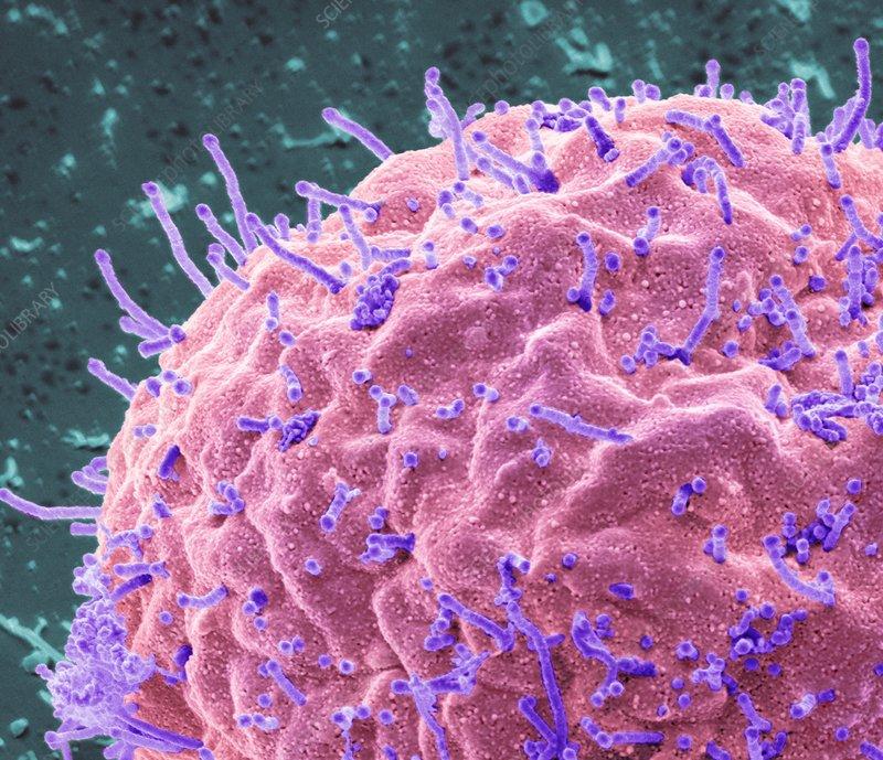 H3N2 Infection Drugs Market Expands with New Antivirals, Monoclonal Antibodies, and mRNA Vaccines