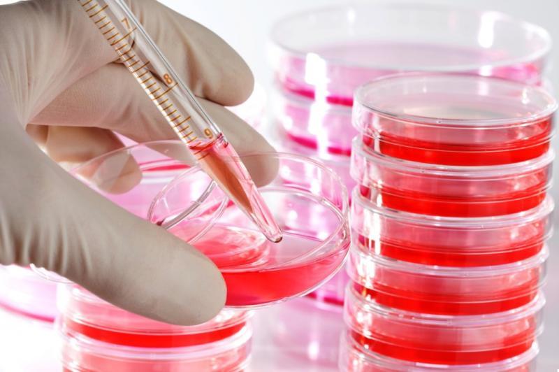Global Cell Culture Protein Surface Coating Market Poised for Robust Growth Driven by Rising Demand in Advanced Biotech & Regenerative Medicine 2025 | key players - Corning, Merck, PerkinElmer.