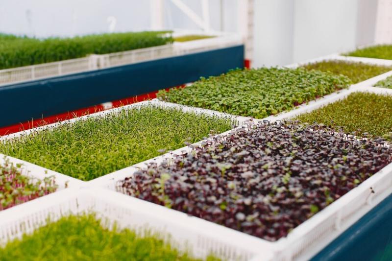 Microgreens Market to Hit $4.5B by 2030, Boosted by Urban Farming & Indoor Cultivation Trends | Fresh Origins, SAKATA, Farmbox Greens, AeroFarms LLC, Living Earth Farms, Metro Microgreens
