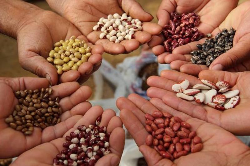 Seed Industry in India Size, Trends, Share, Growth, Industry Outlook and Analysis Report 2025-2033