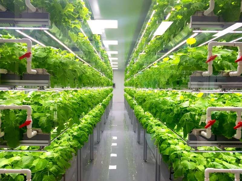 Vertical Farming Market to Grow at 24.6% CAGR, Fueled by Declining Arable Land & Resource-Efficient Agriculture | AeroFarms LLC, Plenty Unlimited Inc, Green Spirit farms LLC, and Bowery Farming Inc.