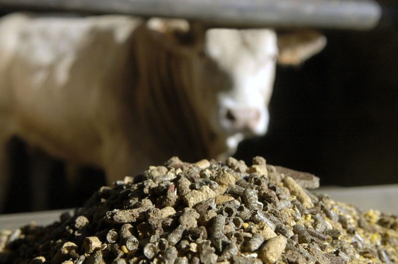 Animal Feed Market Size, Growth, Key Players, Opportunity and Forecast 2025-2033