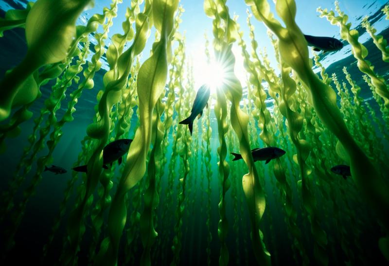 Top 9 Aquafeed Companies in India 2025: Major Players in the Industry