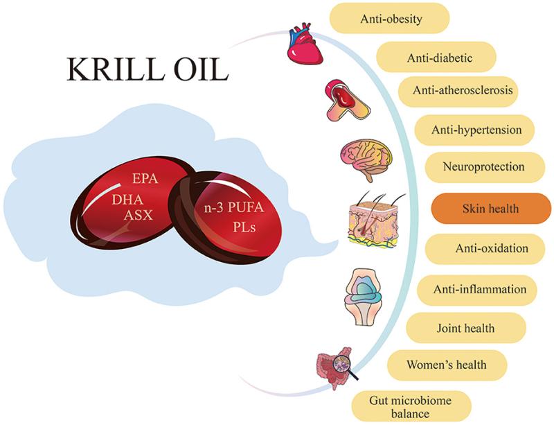 Krill Oil for Human Health Industry Vital Omega-3s & Market Growth In United States