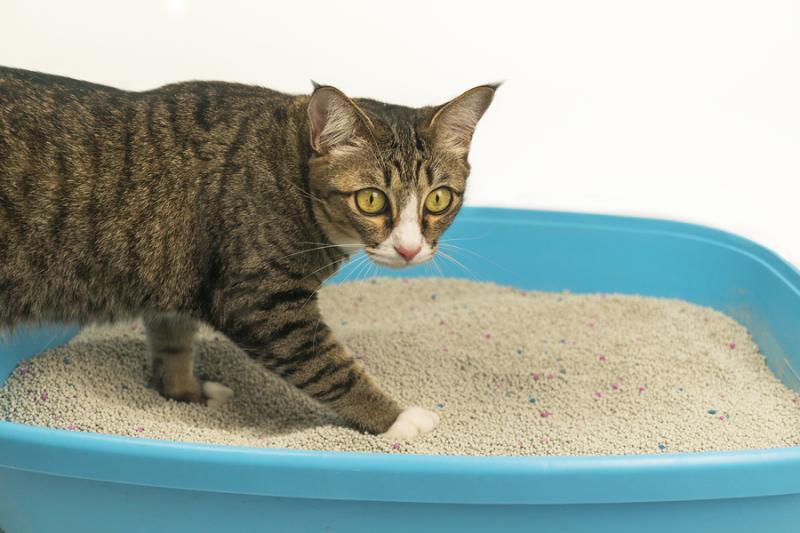 Cat Litter Manufacturing Plant Cost 2025: Setup Details, and Business Plan