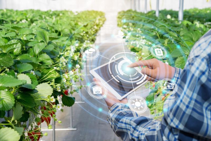 United States Smart Greenhouse Market Trends and Growth Opportunities 2025: Focus on Precision Irrigation, Climate Control, and Robotics