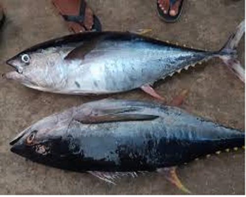 Tuna Fish Market