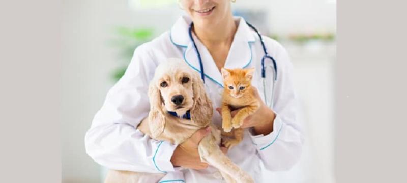 South America Companion Animal Healthcare Market Driven by Pet Adoption Growth & Veterinary Service Expansion | Key Companies: Merck Animal Health, Ceva Sante Animale, Vetoquinol SA