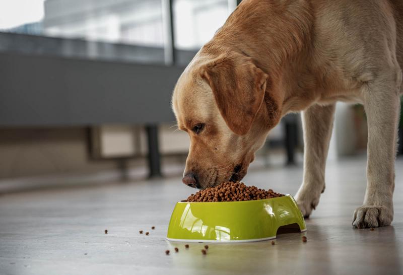 United States Dog Food Market Outlook 2024-2031: Premiumization, Pet Humanization, and Global Growth | Top 5 Companies are General Mills Inc., Mars Incorporated, Nestlé S.A., The J.M. Smucker Co. and Subsidiaries