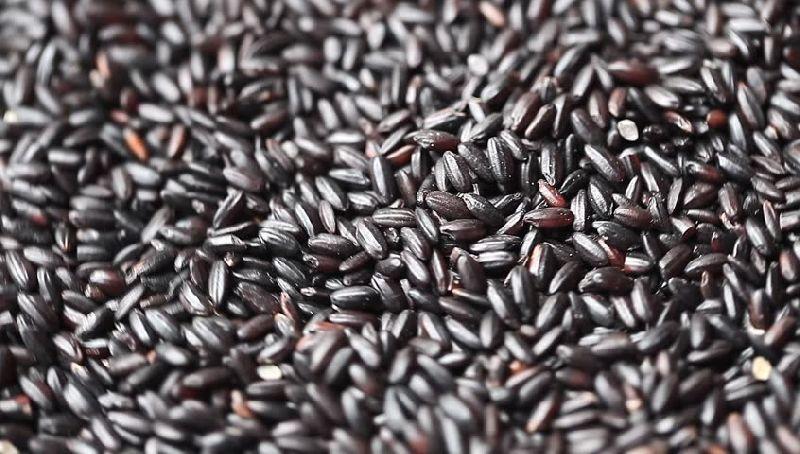 Black Rice Protein Market Set to Reach USD 445.4 Million by 2035, Driven by Clean-Label Trends and Plant-Based Nutrition Boom