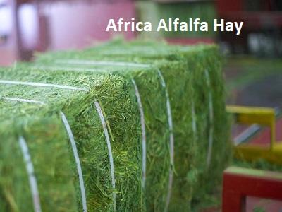 Africa Alfalfa Hay Market